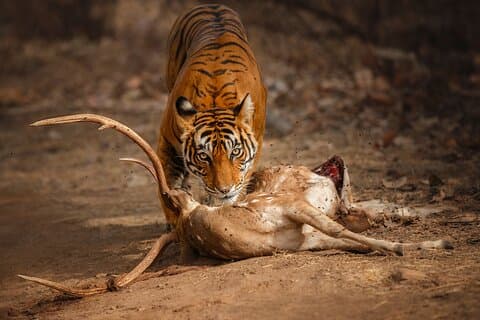 Dagtrip naar Ranthambore Tiger Reserve vanuit Jaipur
