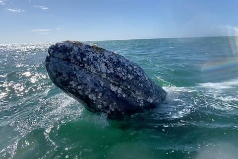 Tour de Avistamiento de Ballenas en La Paz