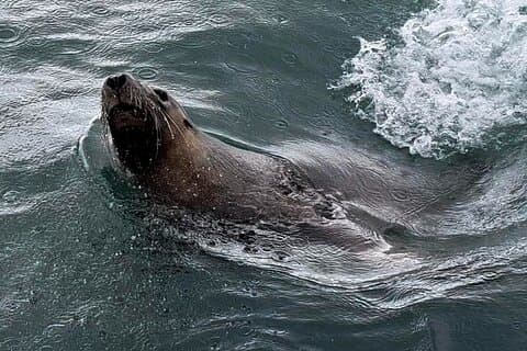 Shoalwater Islands Marine Park Cruise