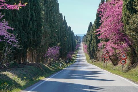Excursão terrestre de Livorno a Bolgheri com degustação de vinhos