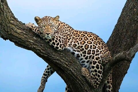3 dagars Masai Mara går med i safari