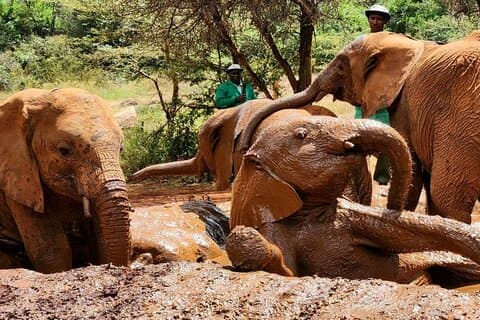 Giraffe Center, Elephant Orphanage, Perler og Illusjonsmuseum