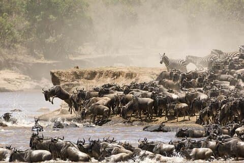7 Days luxury 5 star lodge safari using a land cruiser jeep