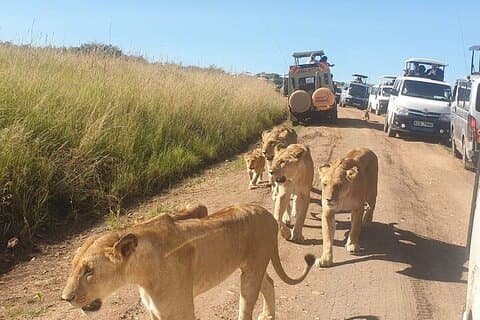 Tour privato di 6 giorni di Mombasa Tsavo ovest, Amboseli e Tsavo est