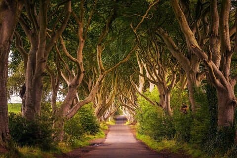 Giant's Causeway UNESCO, Dark Hedges & Belfast vanuit Dublin