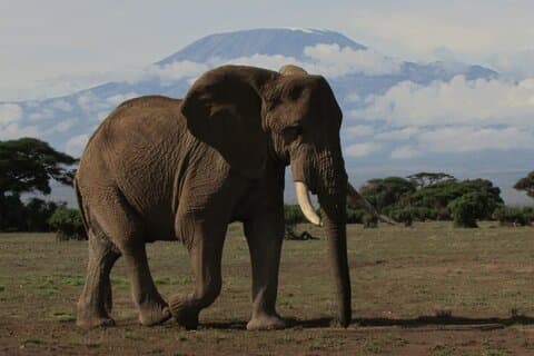 Tour Privati Deluxe Amboseli Express di 2 Giorni