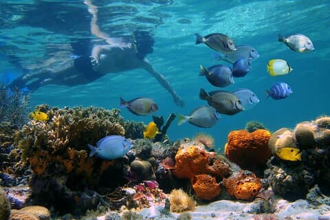 Key West Afternoon Reef Snorkeling con Open Bar