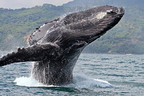 Uvita: Valar och delfiner - Marino Ballena Park Costa Rica