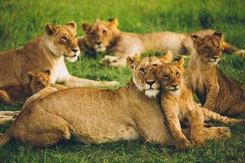 Meio dia Parque Nacional de Nairobi