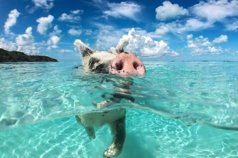 Private Speedboat tour to Koh Madsum (Pig Island) & Koh Tan