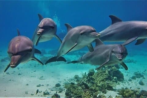 Dolphin House a Hurghada : Snorkeling e pranzo