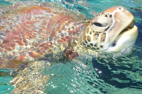 Whisper Cruises - Én-times Turtle Spotting Bay Cruise