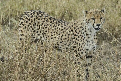 Full Day Sun City and Pilanesberg Game Reserve Private Tour