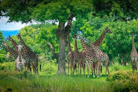 2-tägige Mikumi-Safari-Privattour ab Daressalam