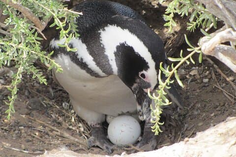 プンタ トンボ自然ペンギン公園への 1 日ツアー