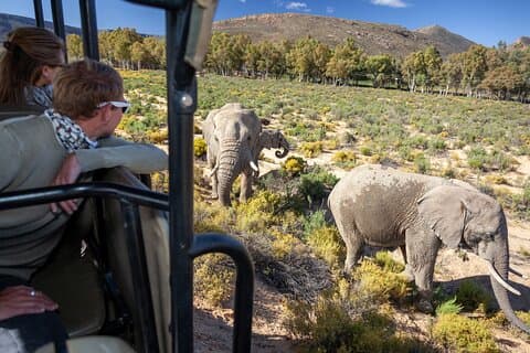 Cape Town Aquila Afternoon Safari med transport och lunch