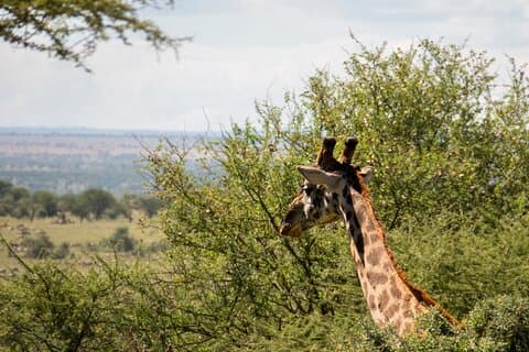 Tour privado al amanecer de Daan Viljoen: Una caminata para descubrir la vida silvestre