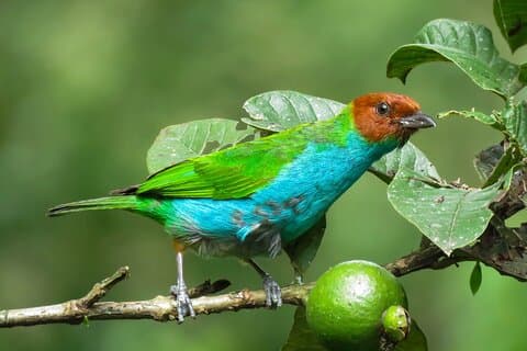 Salento: Birding along the Torrent River