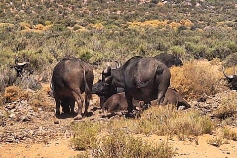 Hoteller i nærheden af Cape Town Big 5 Adventure Aquila Game Reserve