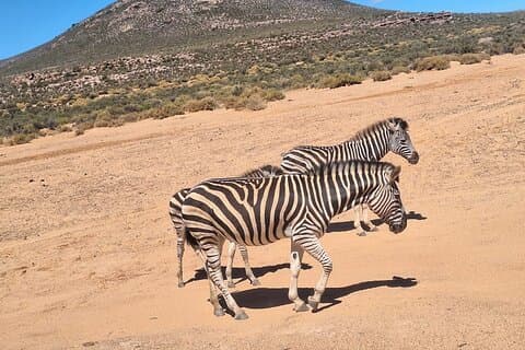 Hoteller i nærheden af Big 5 Safaris to Aquila Game Reserve