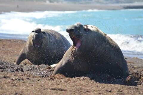 Excursión Península Valdés con Avistaje de Ballenas incluido