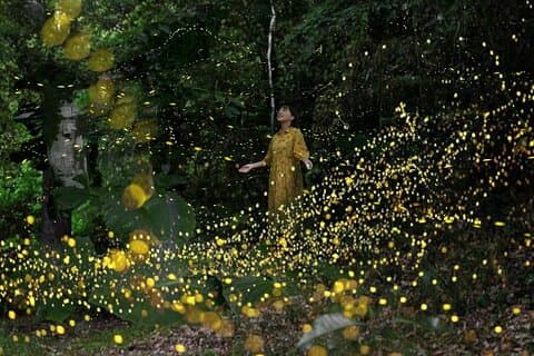 Iriomote Island Yaeyama Firefly guidet nat tur marts til maj