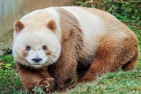 Privat halvdagstur i Xi'an Panda dyrebeskyttelsespark