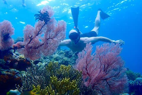 Snorkeling in Menjangan Island with Pickup and Lunch