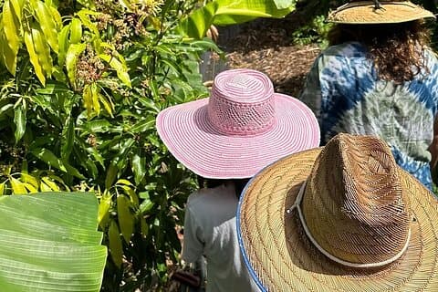 West Maui: Regenerative Mango and Tropical Fruit Tour