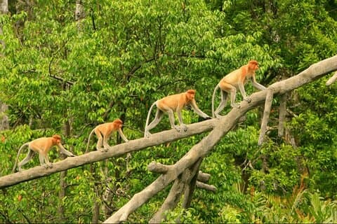 Croisière Proboscis Singe et Lucioles