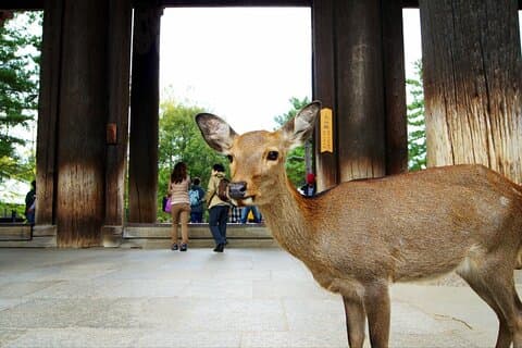 One Day Customizable car charter in Nara (No guide, 10hrs)