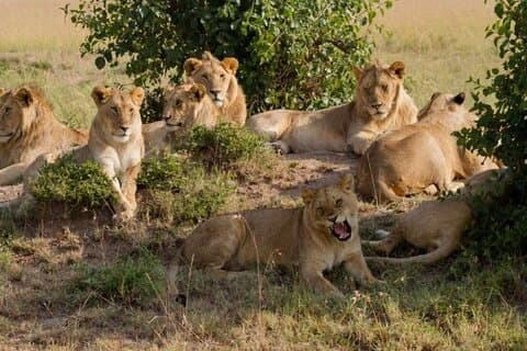 Heldagstur Nairobi National Park, Giraffe Center, Karen Blixen
