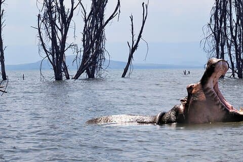 Dagtrip naar Nairobi naar Crescent Island Game Park vanaf Lake Naivasha