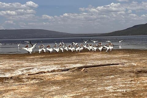Tagessafari im Nakuru Nationalpark
