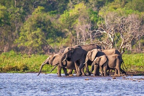 4 dagars Akagera Wildlife och Bwindi Gorilla-vandring