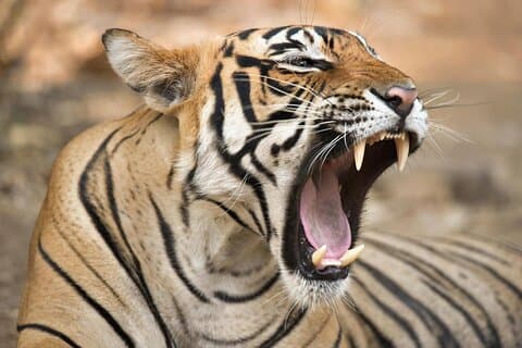 De Jaipur: excursão privada de 2 dias ao Ranthanbore Tigers Safari