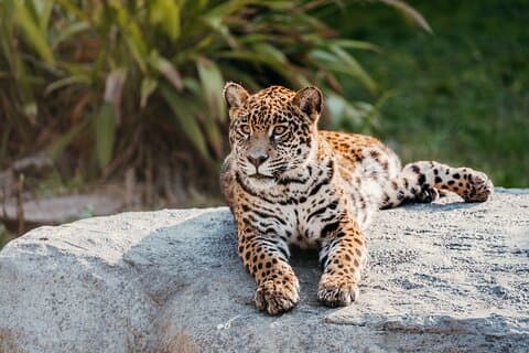 Buenos Aires : visite du bioparc Temaiken