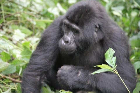 Trek de 4 jours avec les singes dorés, les gorilles de Bwindi, la faune et les chimpanzés