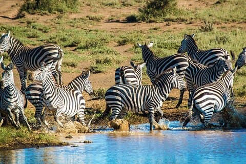 Safari de 6 dias no Parque Nacional Amboseli, Lago Nakuru e Masai Mara