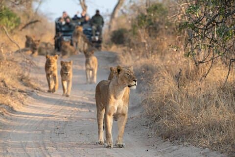 Excursão privada de safári de dia inteiro ao Parque Nacional Kruger saindo de Hoedspruit