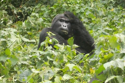 6-dagars Golden Monkey, Nyungwe Schimpanser, Lake Kivu och Gorilla Trek