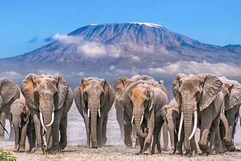 4 dias Amboseli Tsavo West e East Safari em jipe 4x4 Landcruiser