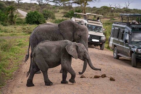 Nairobi 4 dagars Amboseli Tsavo West and East Guidad Safari