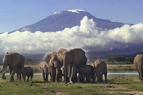 Explore Amboseli Kenya with Guided 4WD Tour