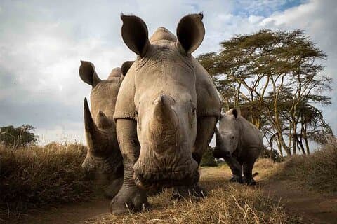 Safari di 4 giorni nella Riserva Nazionale di Ol Pejeta e Samburu su jeep 4x4