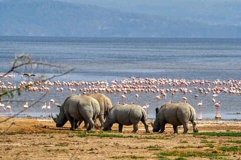 Excursão de um dia aos lagos de Nairobi, Nakuru e Parque Nacional de Naivasha