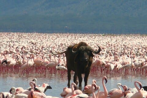 3 giorni al lago Bogoria, Naivasha e al parco Nakuru