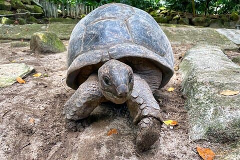 Private Half Day Mahe Island Tour 6 to 10 persons