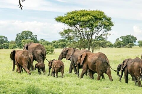 Day Trip to Tarangire from Arusha