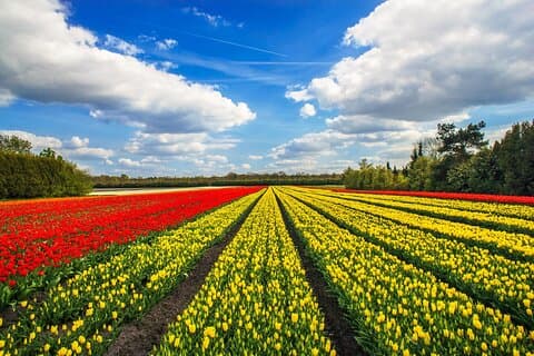 Tour dei giardini e dei campi di tulipani di Keukenhof da Amsterdam